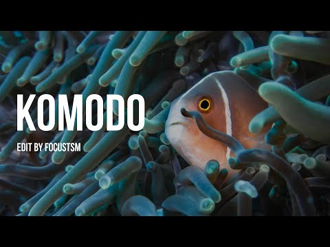 Komodo - Lady Denok Liveaboard August 2019 🤙