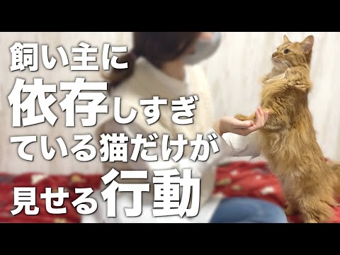 依存している猫 - 症状と解決策