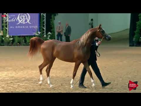 N.133 ARIA TRESOR - LAS VEGAS 2019 - Arabian World Cup Junior Fillies (Class 112).mp4