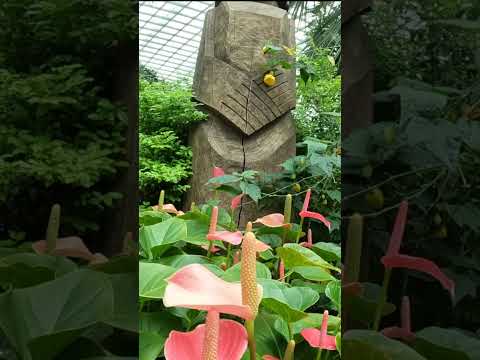 Gardens By The Bay in Singapore - Flower Dome Pt 1 #relax