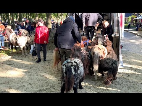 Pferde verladen nach dem - ZUIDLAREN- Paardenmarkt in Holland (NL) 17.10.2023