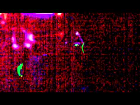 Club Euphoria Iosifalau