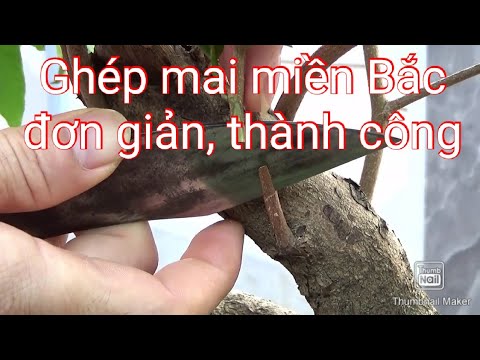 Cách ghép mai miền Bắc đơn giản, thành công