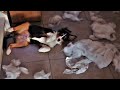 Puppy Australian Shepherd Destroyed The Pillow