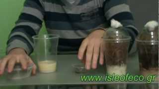 Δροσόφιλα Drosophila Hydei