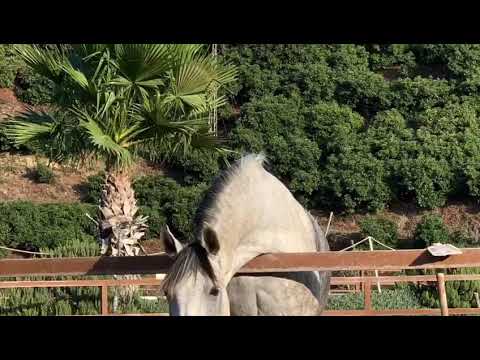 REF 605: Cute medium trained 11 yo PRE mare, 158cm - Amazing top character