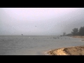 Pelicans In The Fog