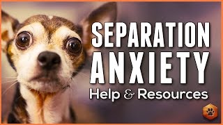 Do You Understand Separation Anxiety in Dogs? Tips, Resources, and How to Get Help