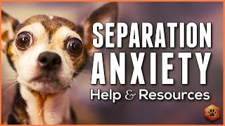 Video: Separation Anxiety Tips