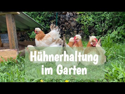 🐔 Hühner im Garten | neue Küken? | Naturbrut 🐥 | Update Juni 21