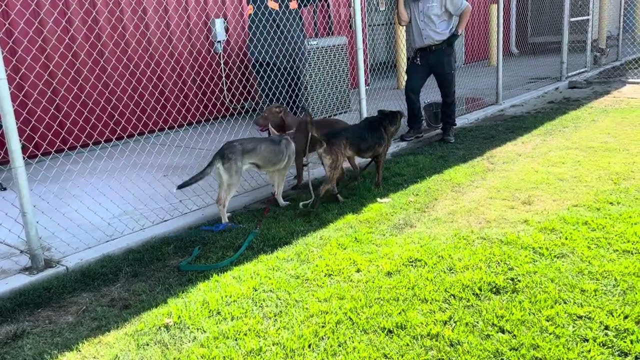 JASMINE, a Adoptable Pit Bull Terrier in Delano, CA video 5/5