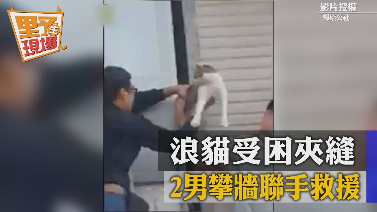 暖到帥炸!浪貓受困夾縫 2男攀牆聯手救援