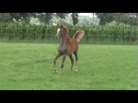 PSE Al Rakhan 2012 colt
