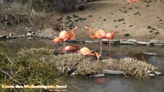 preview picture of video 'Philadelphia Zoo Flamingos Squawking and Squabbling'