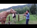Horses Like Violin Playing
