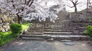 鶴山公園 桜 #03