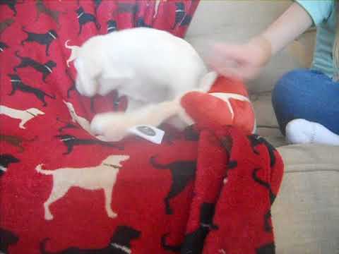 hiccup at 9 weeks of age