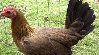 GALLINAS HATCH / KELSO