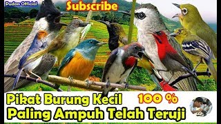 Download lagu PIKAT BURUNG KECIL PALING AMPUH DIJAMIN PANEN BESAR DAN ANTI ZONK mp3