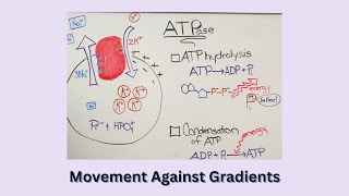 Active Transport 2 0