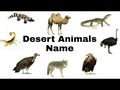 desert-animals-pictures-that-is-easy Mp4 3GP Video & Mp3 Download unlimited  Videos Download 