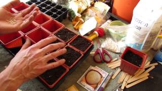 For New Gardeners: How to Seed Start Cantaloupes and Water Melons Indoors: Fruits? - MFG 2014