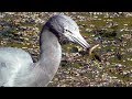 Heron Eats River Eel FYV