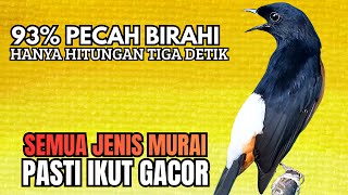 Download lagu PANCINGAN murai Batu FIGHTER BONGKAR ISIAN MEWAH !! Jadikan semua murai malas bunyi AUTO KONSLET mp3