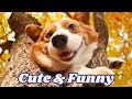 Cute & Funny dogs | Video 34