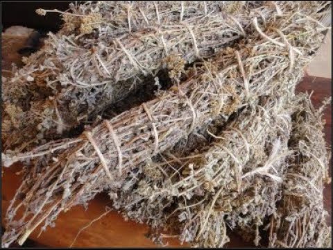 Uses and Benefits of using impepho | Impepho tea | Futha