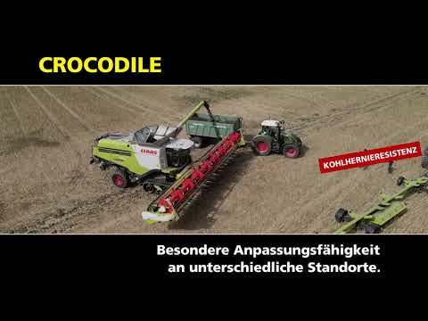 RAPOOL: CROCODILE - Ertragsspitze mit Kohlhernieresistenz