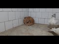 Funny Cute Pet Street Wild Cat Kitten Dog Animal Bird Fish Viral Shorts Video Clickslick