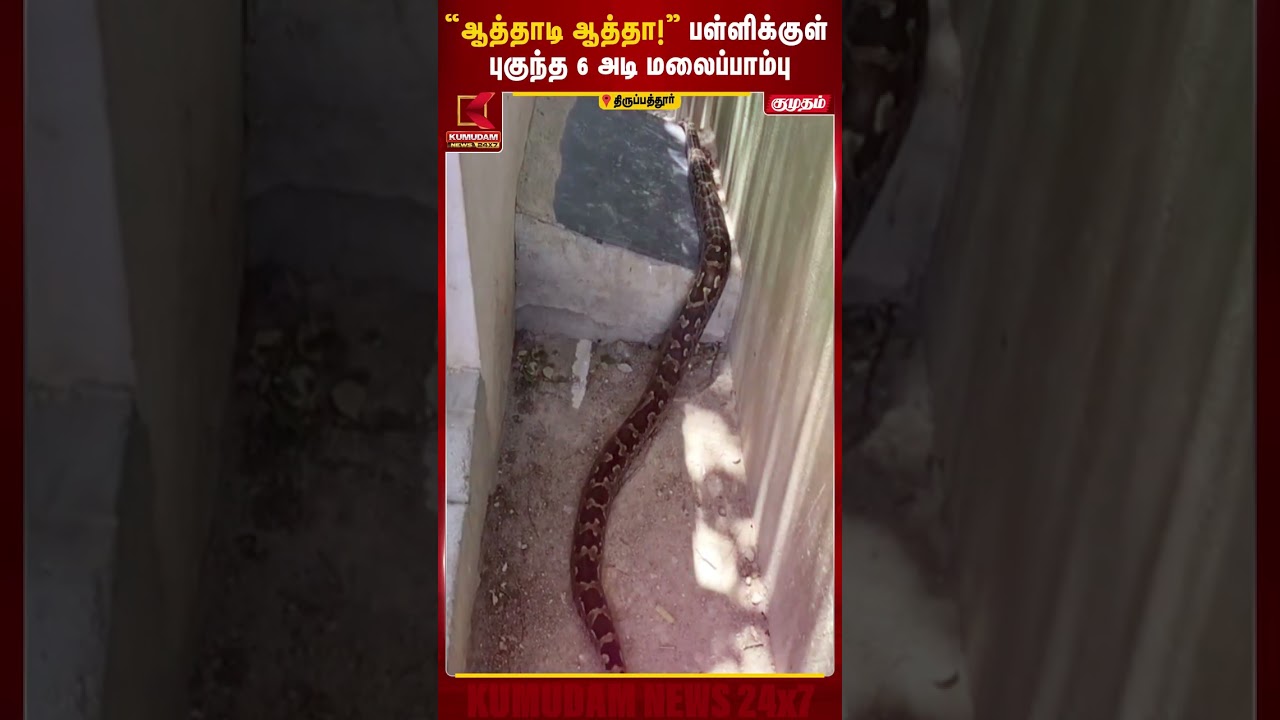 “ஆத்தாடி ஆத்தா!” பள்ளிக்குள் புகுந்த 6 அடி மலைப்பாம்பு | Thirupattur | Kumudam News “ஆத்தாடி ஆத்தா!” பள்ளிக்குள் புகுந்த 6 அடி மலைப்பாம்பு | Thirupattur | Kumudam News