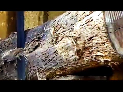 logs of teak wood that will be made into traditional boats. sawmill.