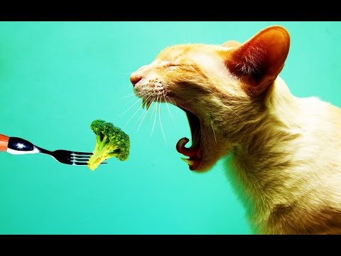 What Does A Vegan Family Feed Their Pet Cats?