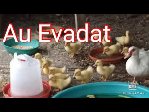 Ce mai fac bobocii de rață plus Rățuștele vor să Evadeze 🦆🦆🦆🦆