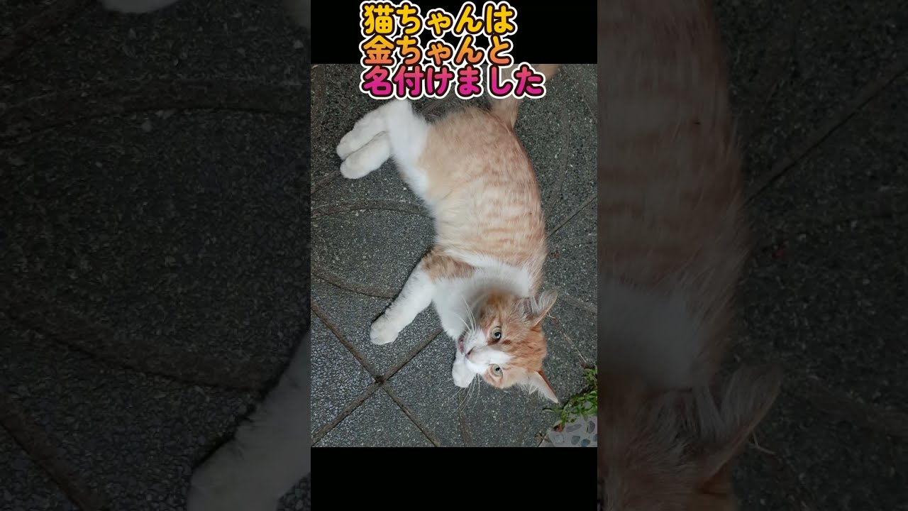 保護猫ちゃんは金ちゃんという名前になりました。 #shorts