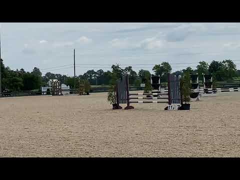 Child/Adult Jumper Packer - EDELWEISS FF - KWPN Horse