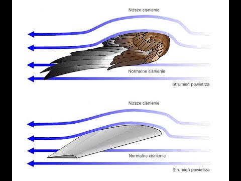 The Aerodynamic Marvel of Bird Flight | Vibepedia