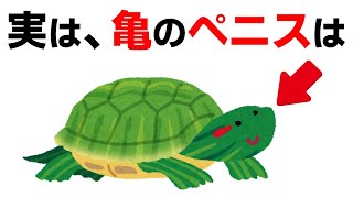 亀のペニスは◯◯より大きい？下ネタじゃないけど衝撃的な雑学10選【ゴリラ・パパイヤ】