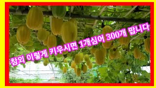 참외1개심어 300개 따는 방법 참외순치는법,순지르기,순막기,순자르는법,순치기,솔림농원 비닐하우스 텃밭 주말…