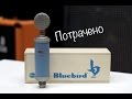 Blue Bluebird. Обзор 