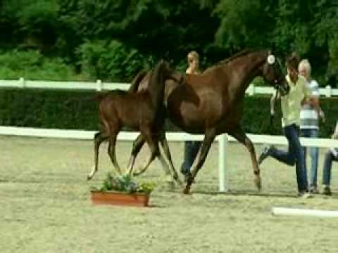 Hengstfohlen "Catch Me" von Contendro 2009