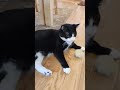 Oreo The Tuxedo Cat Says HELLO Cat Shorts