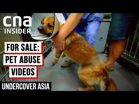 Behind The Torture Of Dogs & Cats In China | Undercover Asia | CNA Documentary