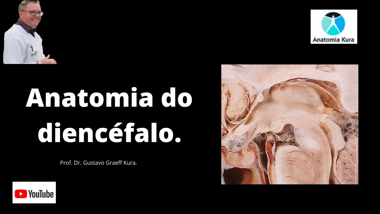 Anatomia do diencéfalo