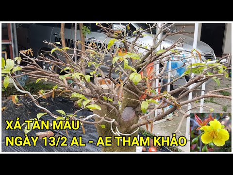 🔴 QBS22140 - XẢ TÀN NGÀY 13/02/2022 ĐỂ ANH EM THAM KHẢO || THỜI ĐIỂM XẢ TÀN CÂY MAI VÀNG MIỀN BẮC