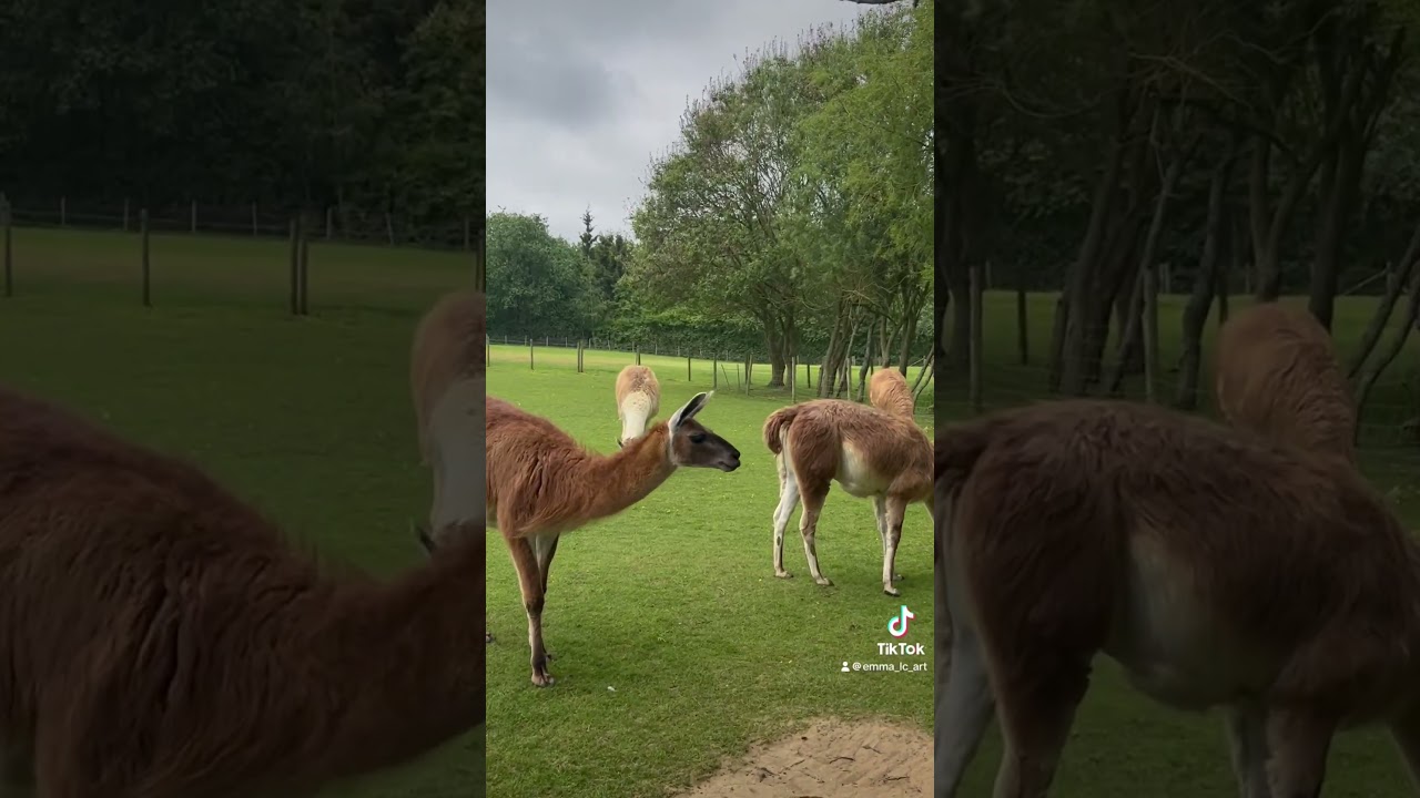 YouTube Short thumbnail