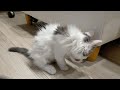 ノルウェージャンフォレストキャット