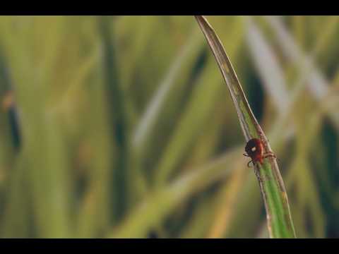 Lone Star Tick